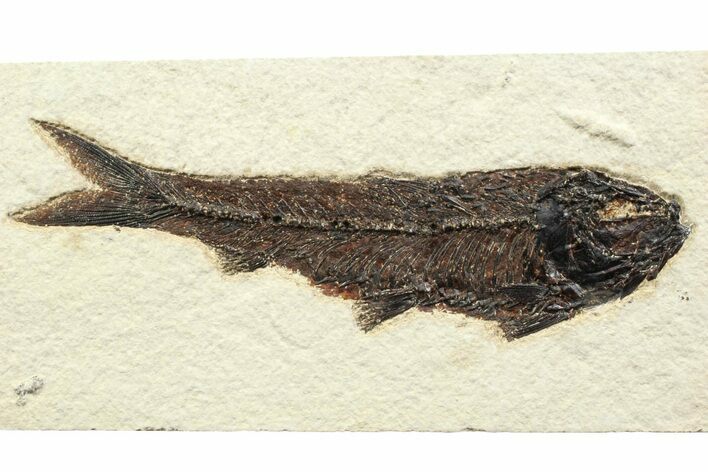 Detailed Fossil Fish (Knightia) - Large For Species #356741
